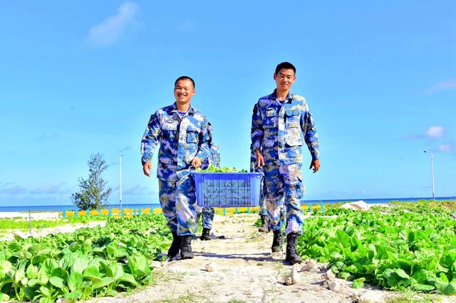 “点沙成土”，西沙海滩种植蔬菜首获成功