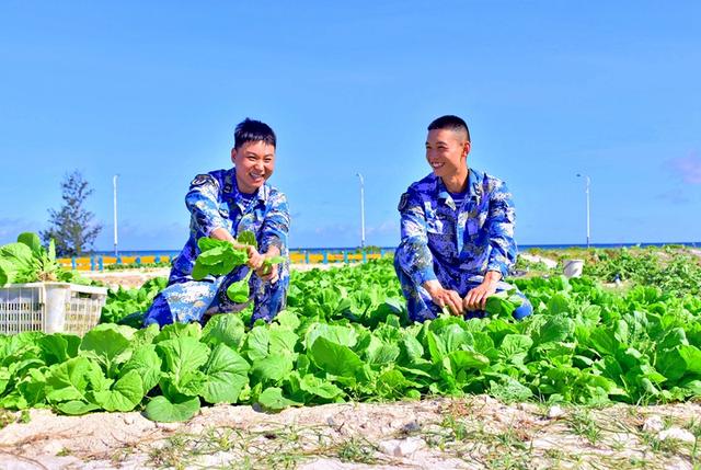 “点沙成土”，西沙海滩种植蔬菜首获成功